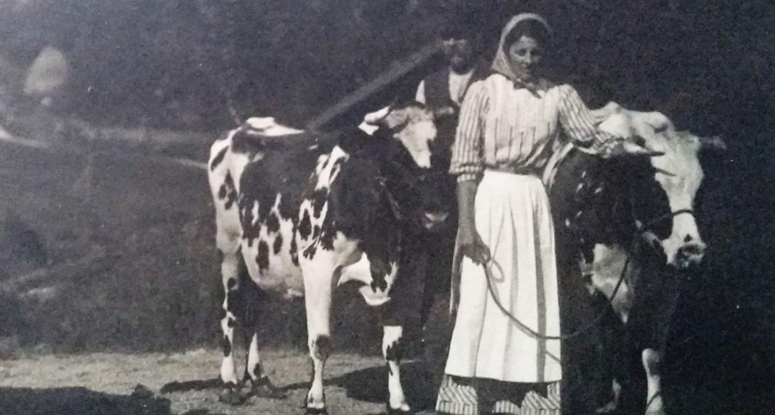 Djurhållning, Husdjur, Höns